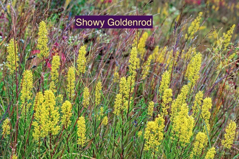 Showy Goldenrod.jpg