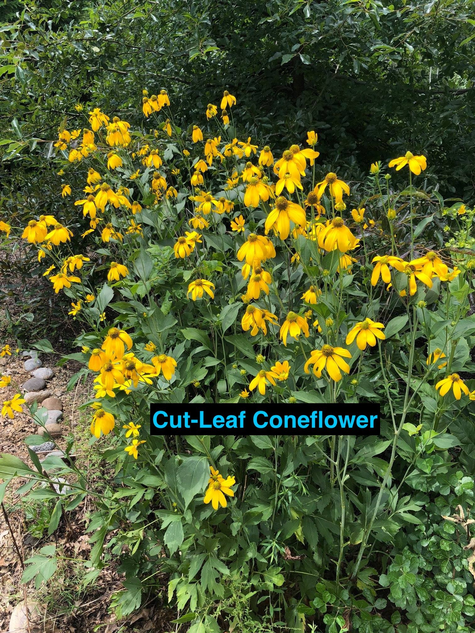 Cut-Leaf Coneflower.jpg