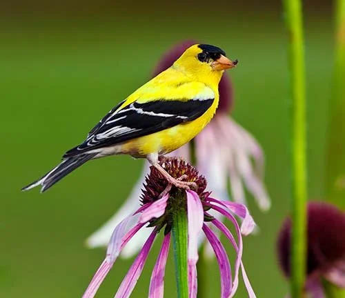 male-goldfinch-eating-flower-seeds.jpg