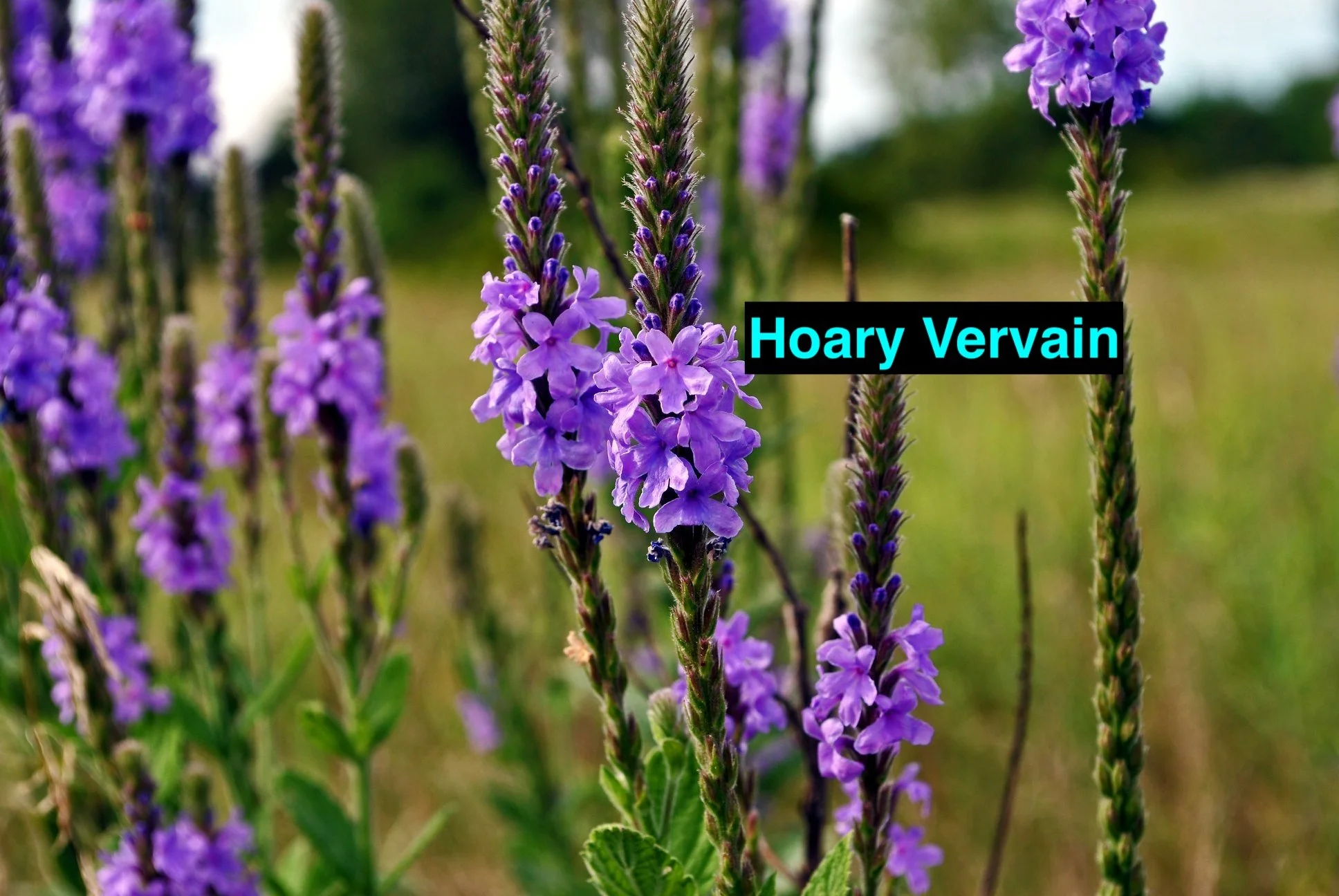 Hoary Vervain.jpg
