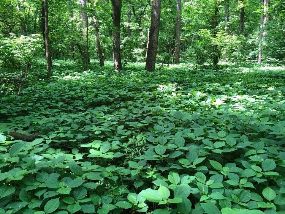 Wood Nettle Flood Plain Understory
