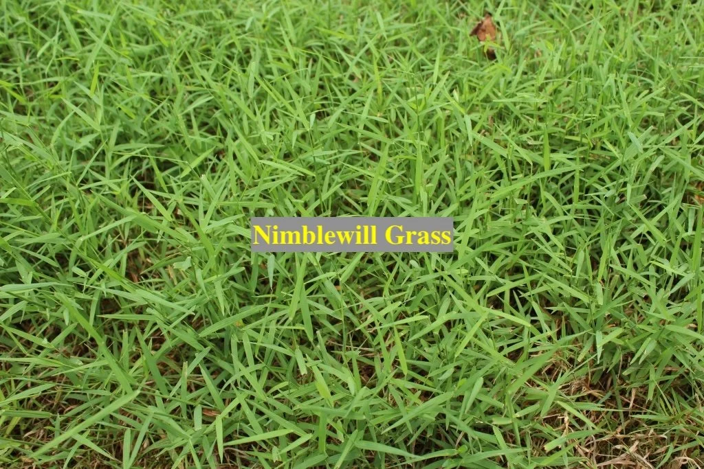 Nimblewill Grass.JPG