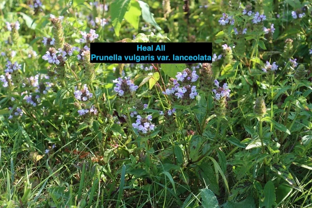 Heal All.jpg