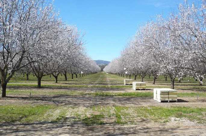 We don't need honeybees for the pollination of our crops. Native pollinators can take over their duties if native vegetation is incorporated into our agricultural system to support them year-round. Even Honeybees cannot survive this landscape if not taken away after the almond bloom ends.