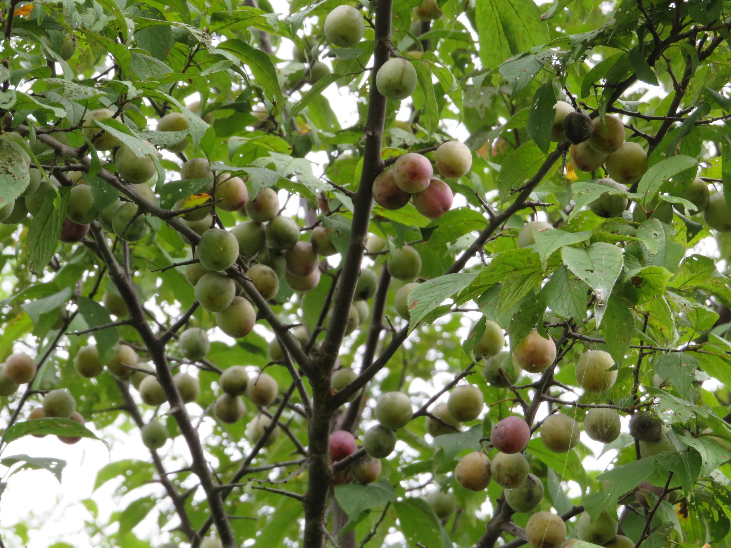 Fruit Trees Home Gardening Apple, Cherry, Pear, Plum Mail Order