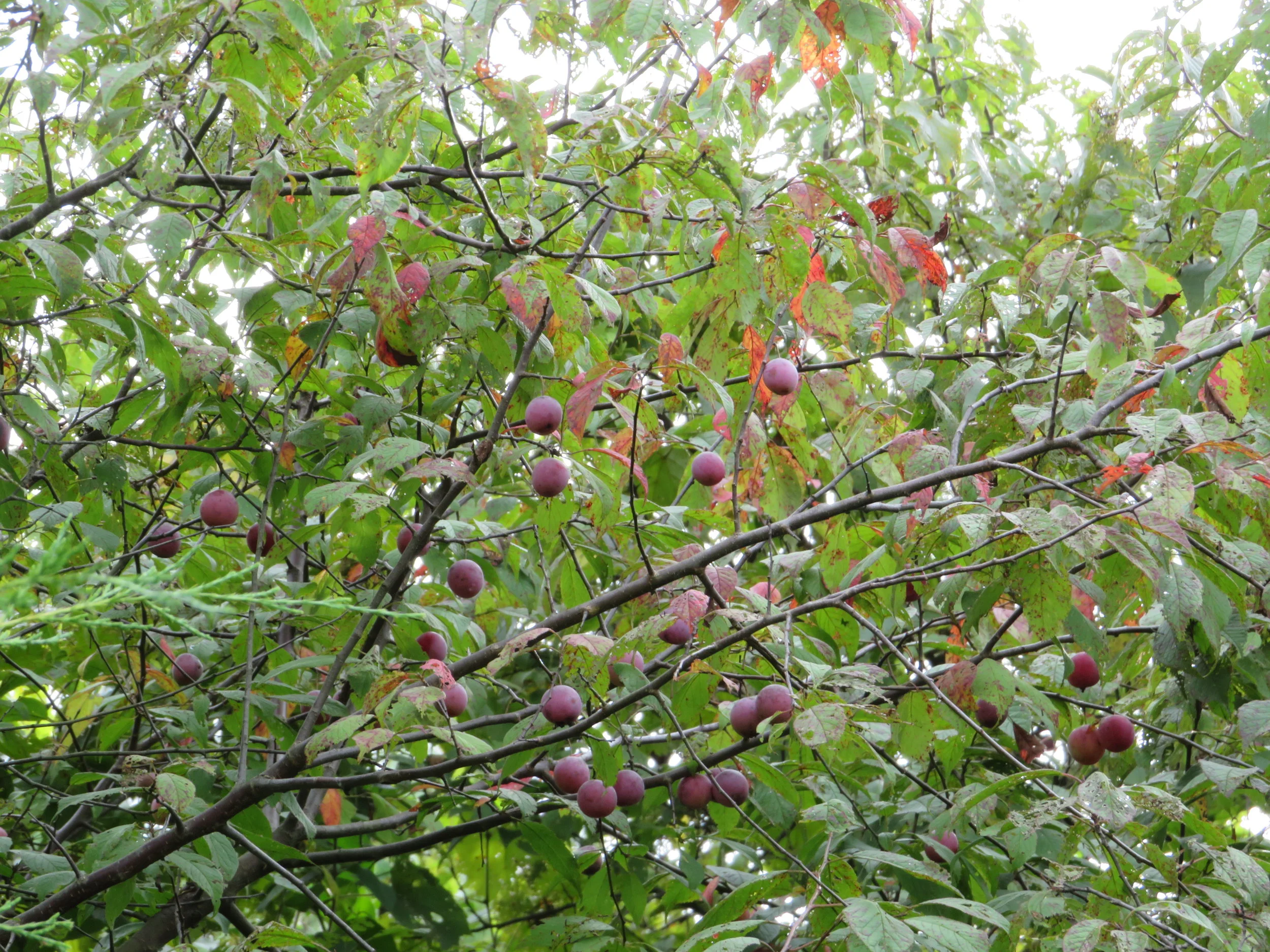 Wild Plum Conservation Project — Indigenous Landscapes