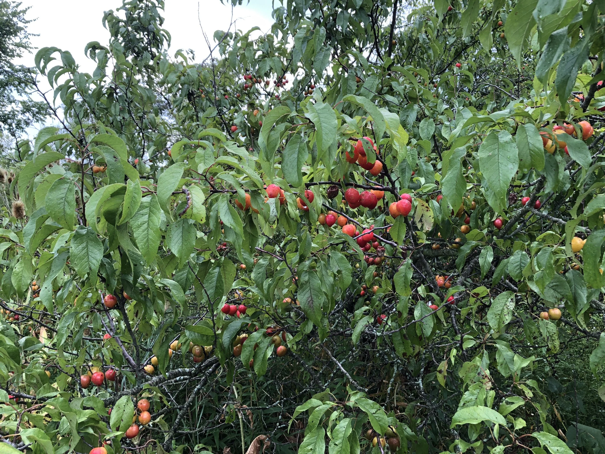 Wild Plum Conservation Project — Indigenous Landscapes