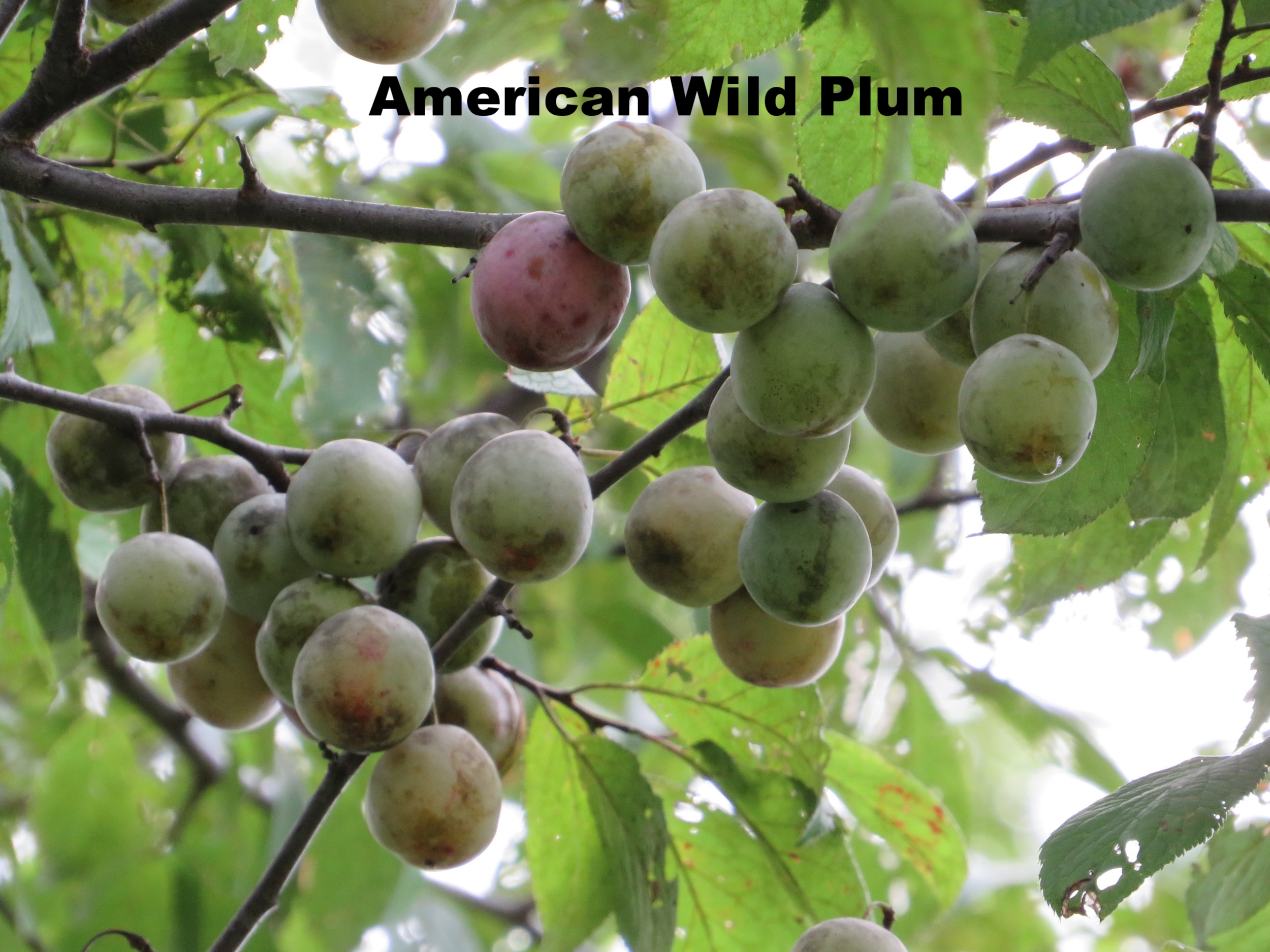 Wild Plum Conservation Project — Indigenous Landscapes