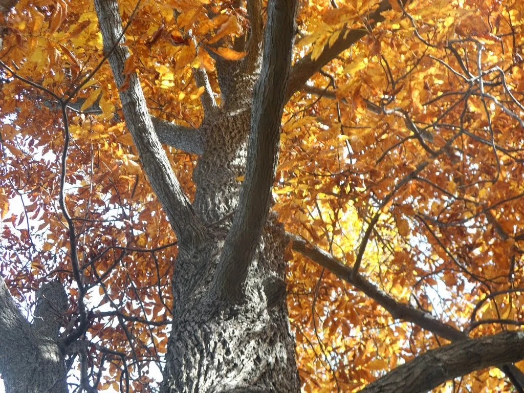 Mockernut Hickory is nearly always found in acidic soil naturally, like Shagbark and Pignut.