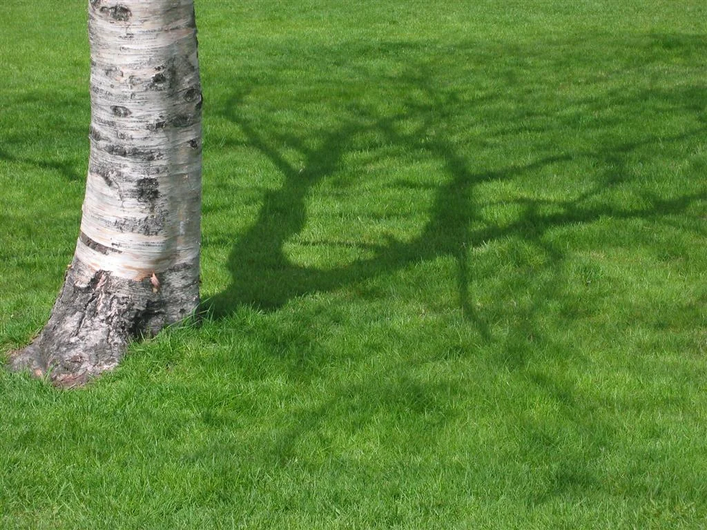Maximizing Tree Growth/Health through Root Zone Management — Indigenous ...