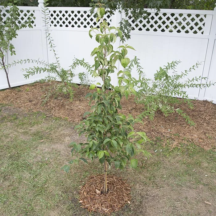 how-to-plant-a-tree-or-shrub-inline-post.jpg