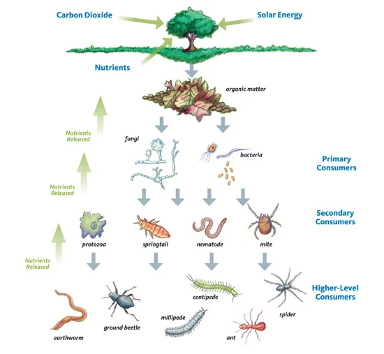 soil_foodweb.jpg