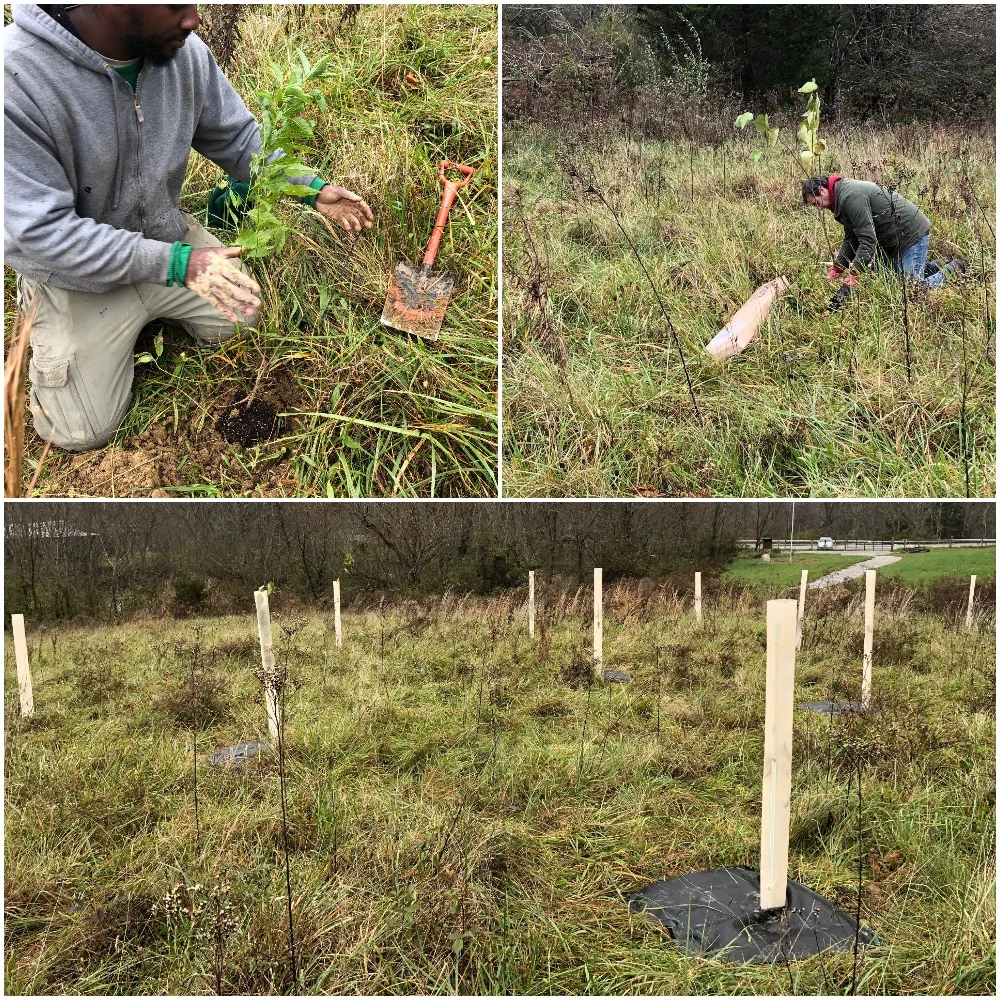 This fall we recently completed the first phase of a demonstration for our native thicket conservation project in collaboration with Kenton County Conservation District and Plantra who creates the tree tubes within which the native thicket species are temporarily protected within. The first phase of this thicket was only Prunus hortulana (Wild Goose Plum) and Eastern Redbud. Next fall we’ll add hawthorn species, Dogwood species, Viburnum species, Hazelnuts, and Sweet Crabapples.