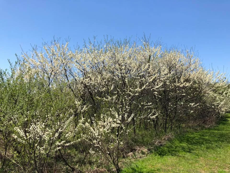 This is an American Wild Plum (Prunus americana) thicket that is beginning to be invaded by Autumn Olive in the bottom left corner of the picture. The Autumn Olive is already greening up.