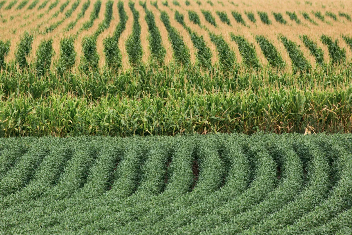 Corn/Soy rotations; only 1-13% of the caloric value of these crops will be consumed by humans, at the cost of our climate stability and the former ecosystems that occupied this land. This isn’t factoring that 40% of the corn is used for ethanol production, which speaks to role renewable energy plays in efficient land use.