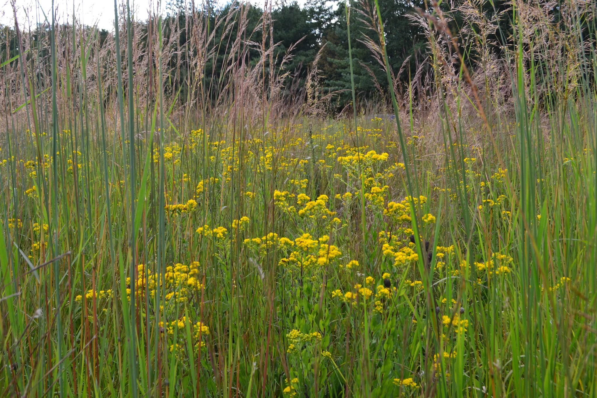 Stiff goldenrod competes well with the tall grasses of the prairie like Big Bluestem, Switchgrass and Indian grass. Wide scale restoration of prairies for biomass spells the end of many conservation issues such as pollinator decline and the historical decline of native prairies, some of which less than 1% remain.