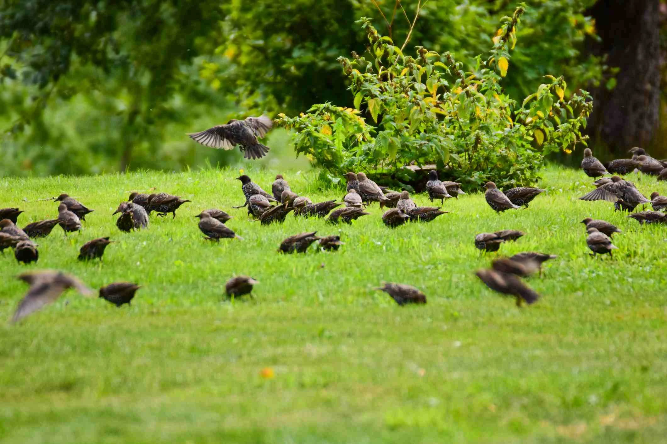 In the fall, European Starlings alternate between Tree/Shrub fruit foraging to ground foraging in lawns, fields, prairies, and farm fields that become invaded by whatever tree/shrub species they eat in mass if left unmown and/or unburned. Since the introduction of Callery Pears, Starlings have a new favorite item on the menu.