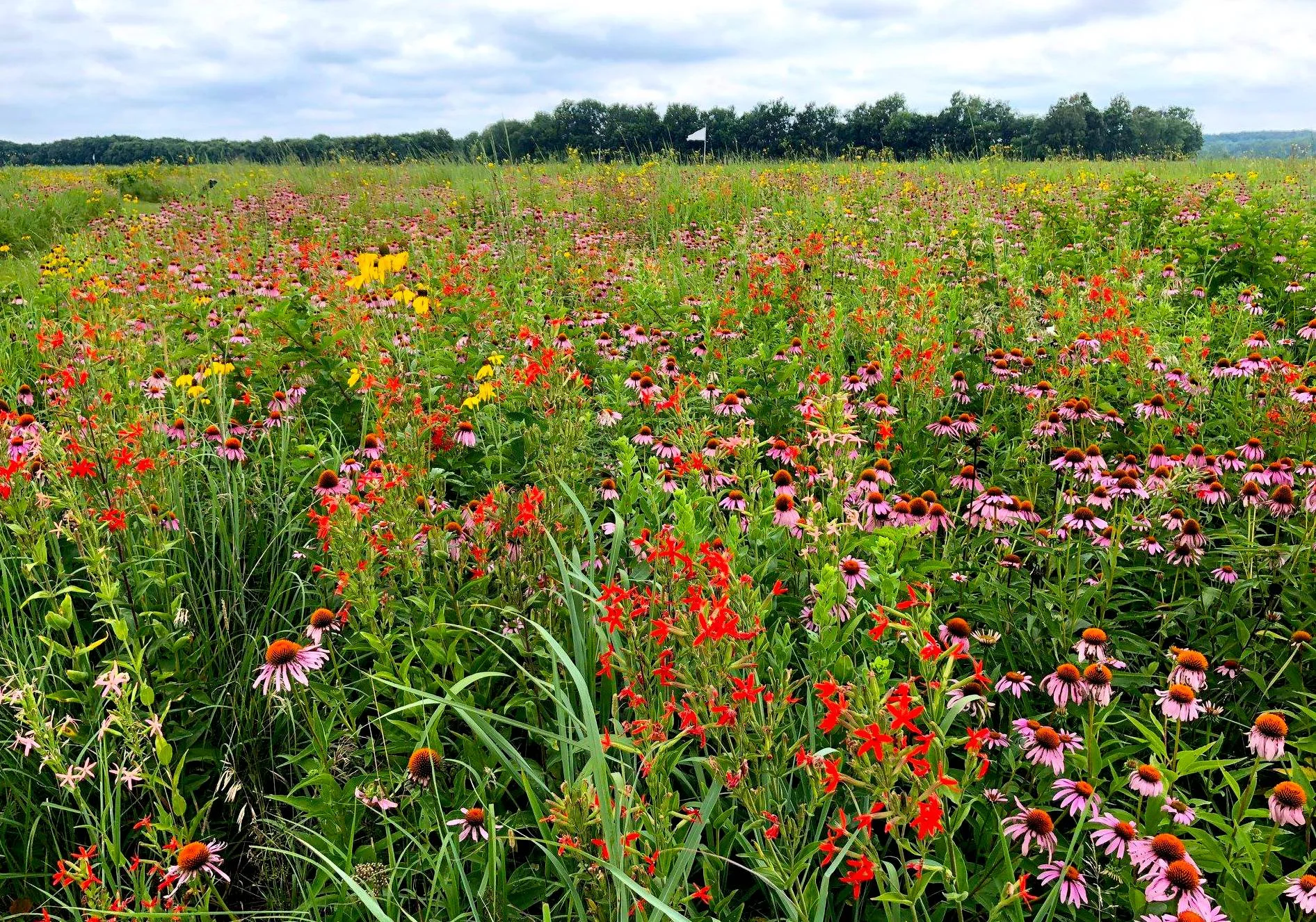 A remnant tallgrass prairie that volunteers help to keep invasive plants out of, and collect seeds from for further restoration in SW Ohio.