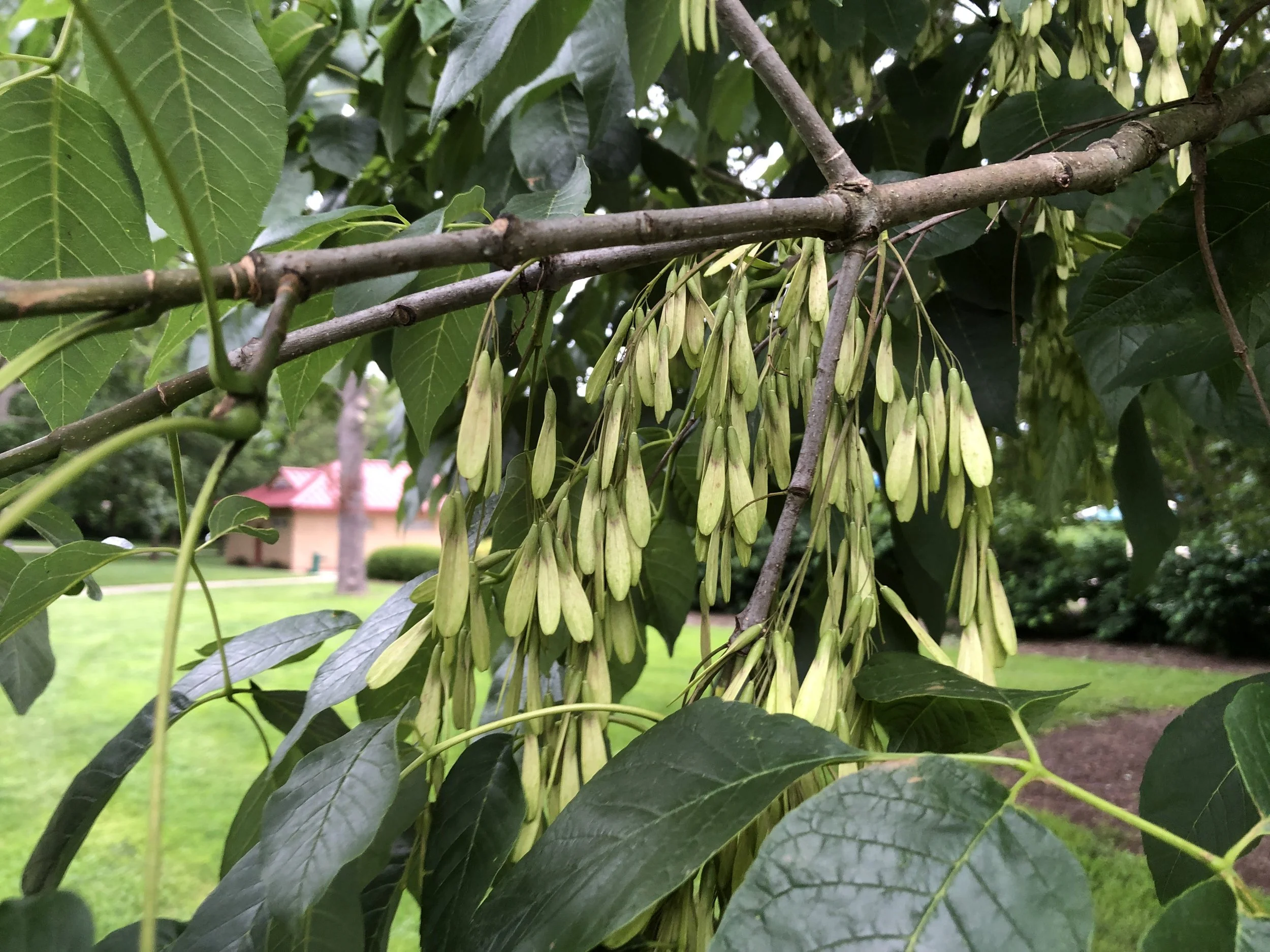 Protected/Treated trees of local genotype can act as long-term seed sources.