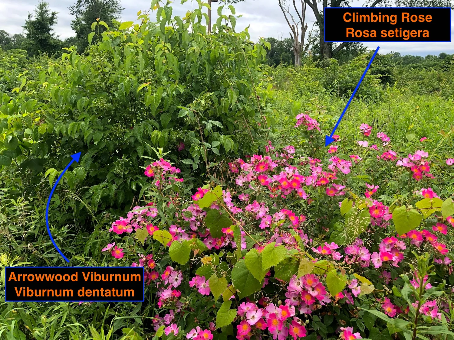 Native Thicket The Myth of the Thicket-less Prairie — Indigenous Landscapes