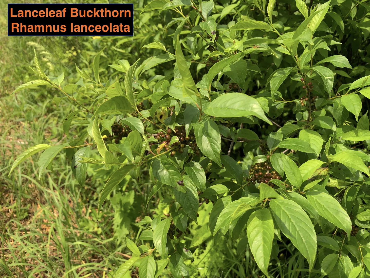 The Myth of the Thicket-less Prairie — Indigenous Landscapes
