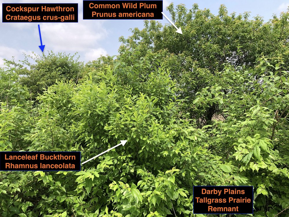 The Myth of the Thicket-less Prairie — Indigenous Landscapes
