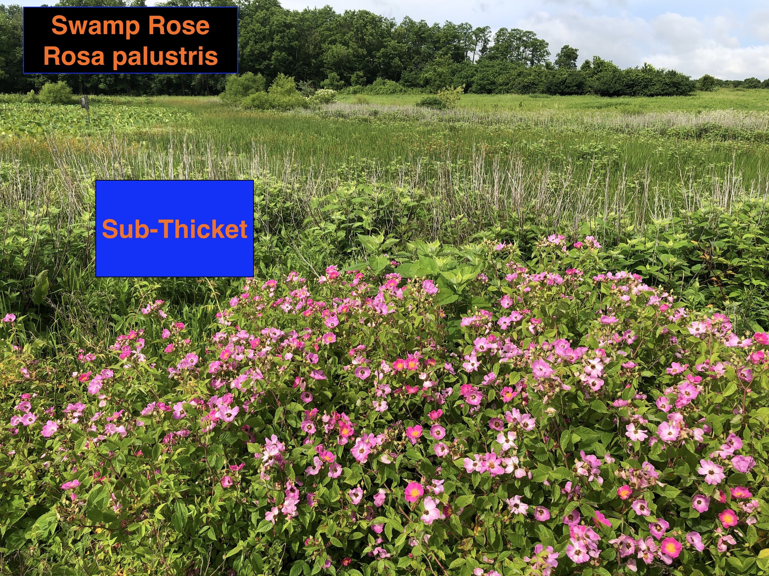 Swamp Rose thicket .JPG