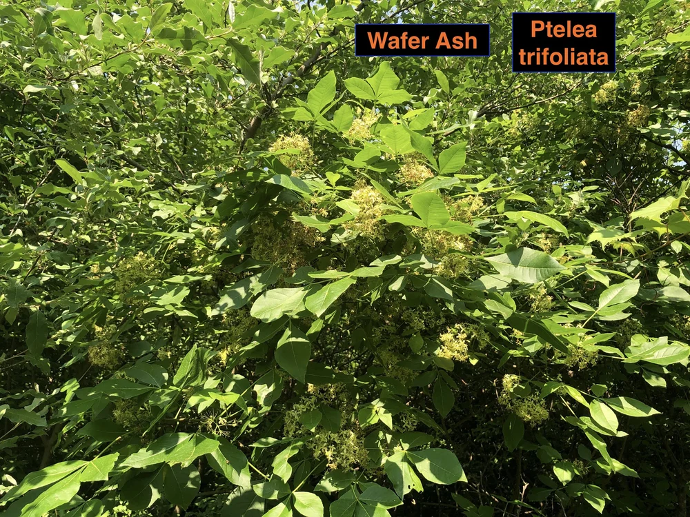 The Myth of the Thicket-less Prairie — Indigenous Landscapes