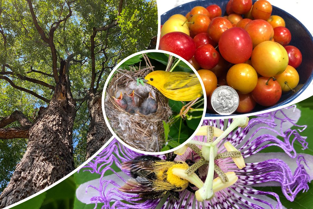 Native Plant Agriculture — Indigenous Landscapes