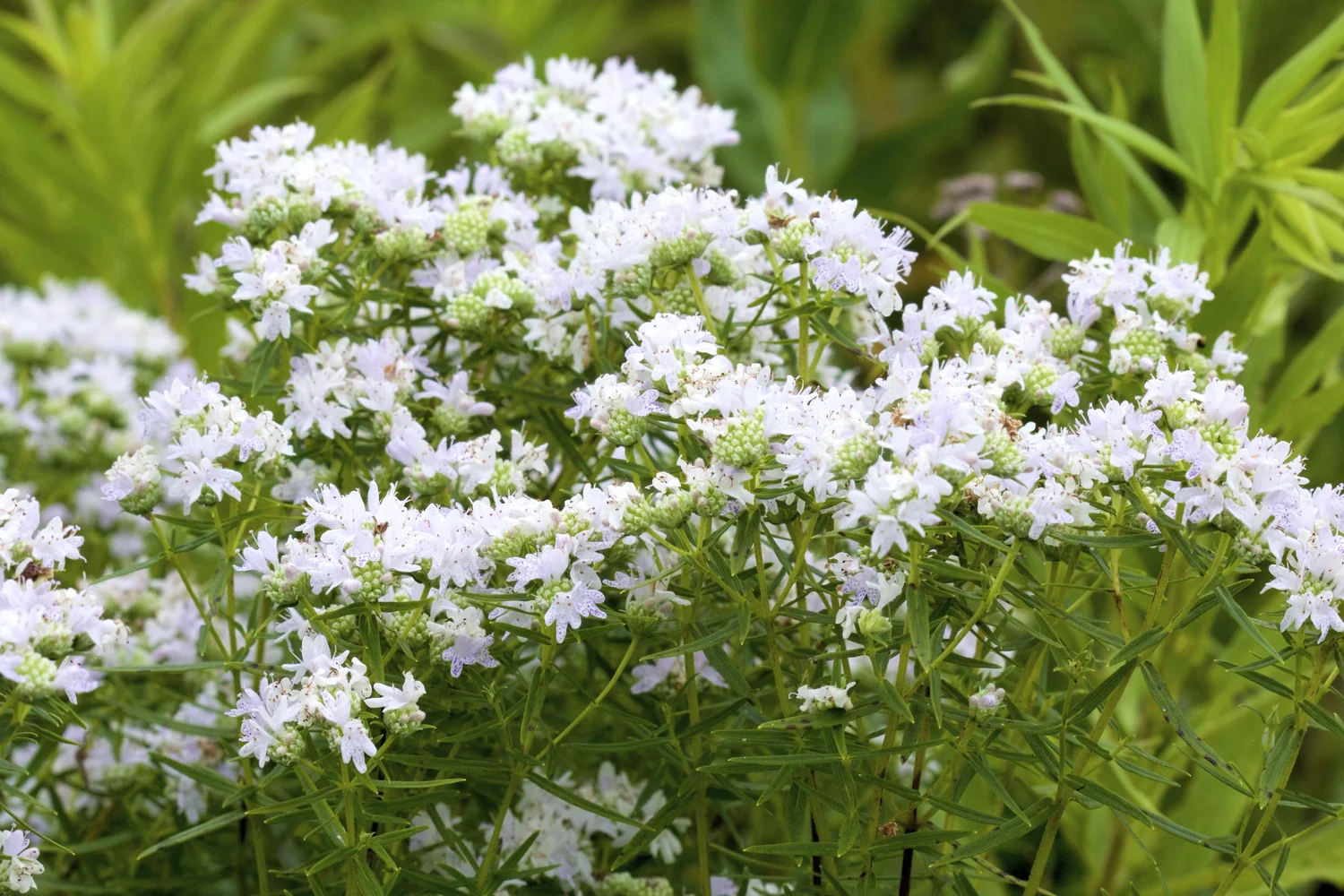 Take A Look About Slender Mountain Mintfeed