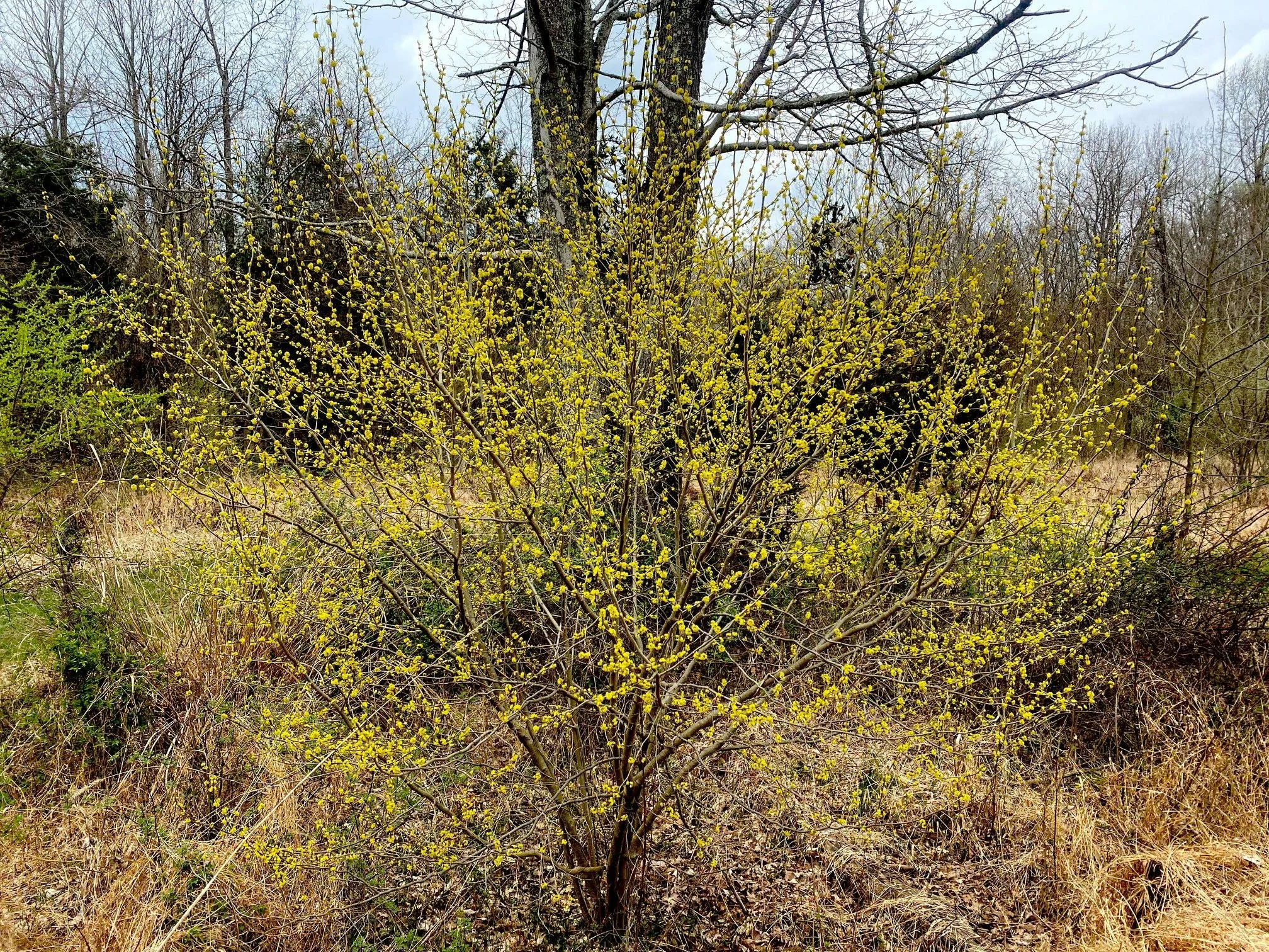 Learn about Spicebush and how to grow it from Author Solomon Gamboa