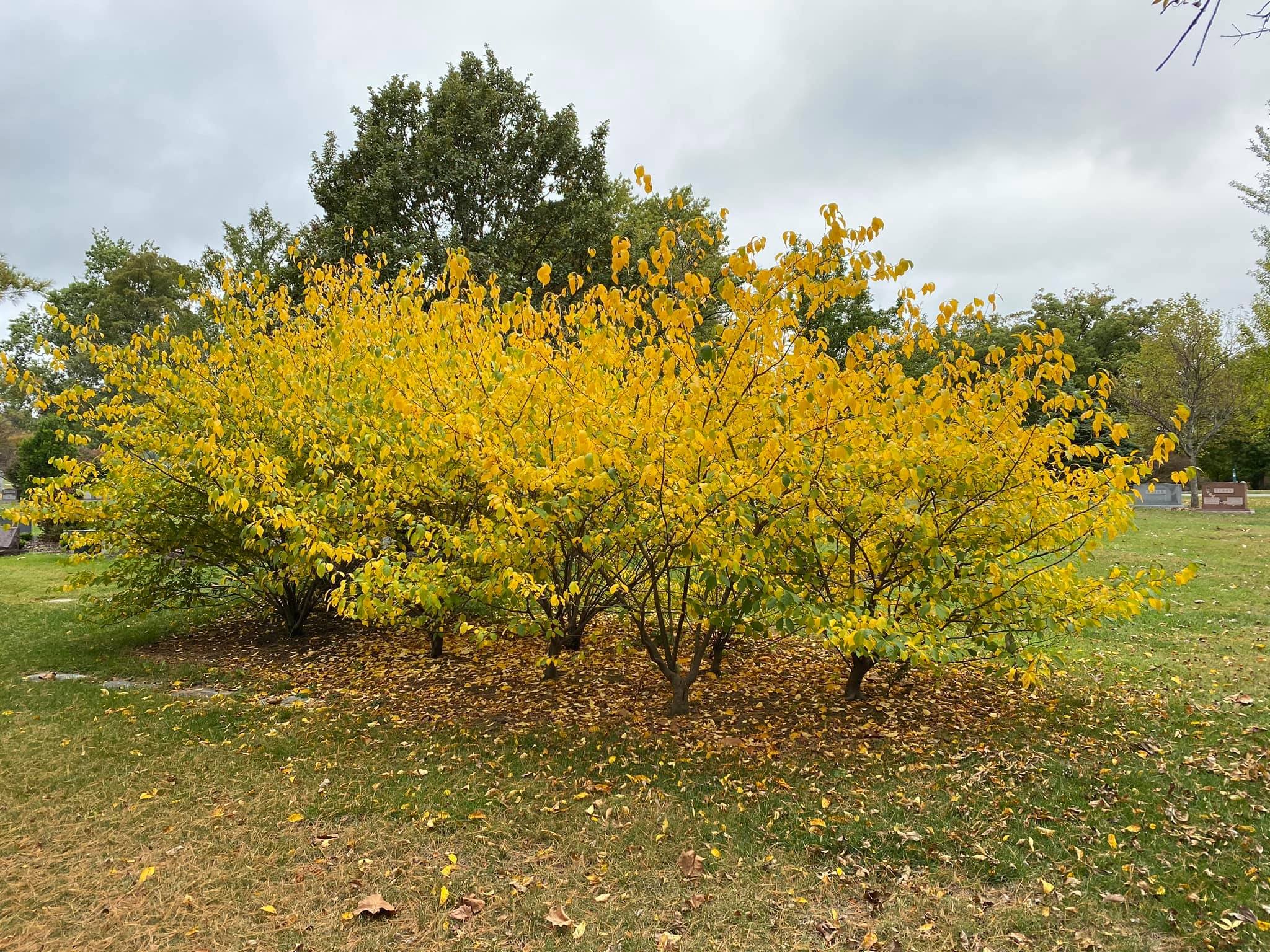 Learn about Spicebush and how to grow it from Author Solomon Gamboa — Indigenous Landscapes