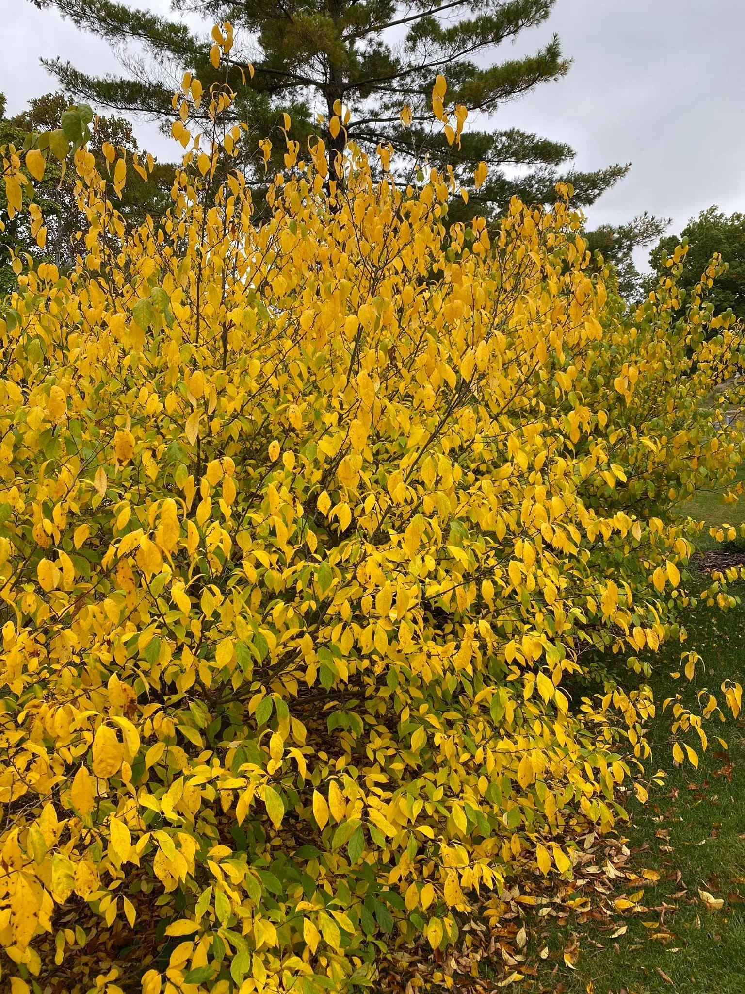 Learn about Spicebush and how to grow it from Author Solomon Gamboa