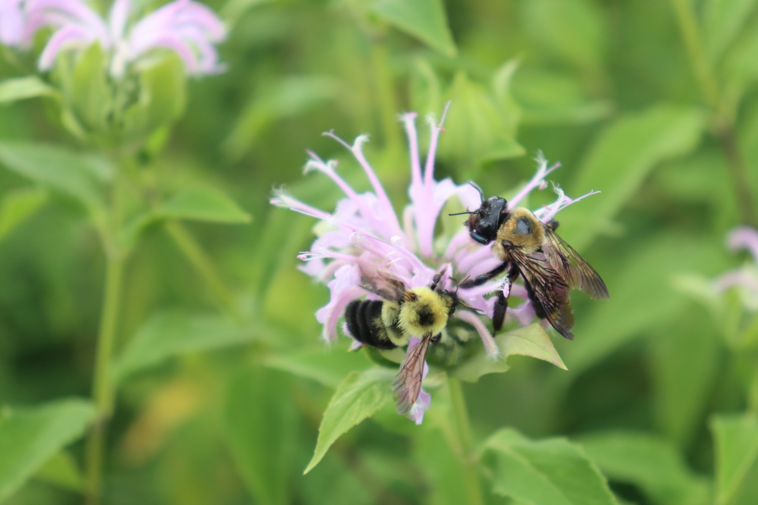 Learn about Wild Bergamot with Author Solomon Gamboa — Indigenous