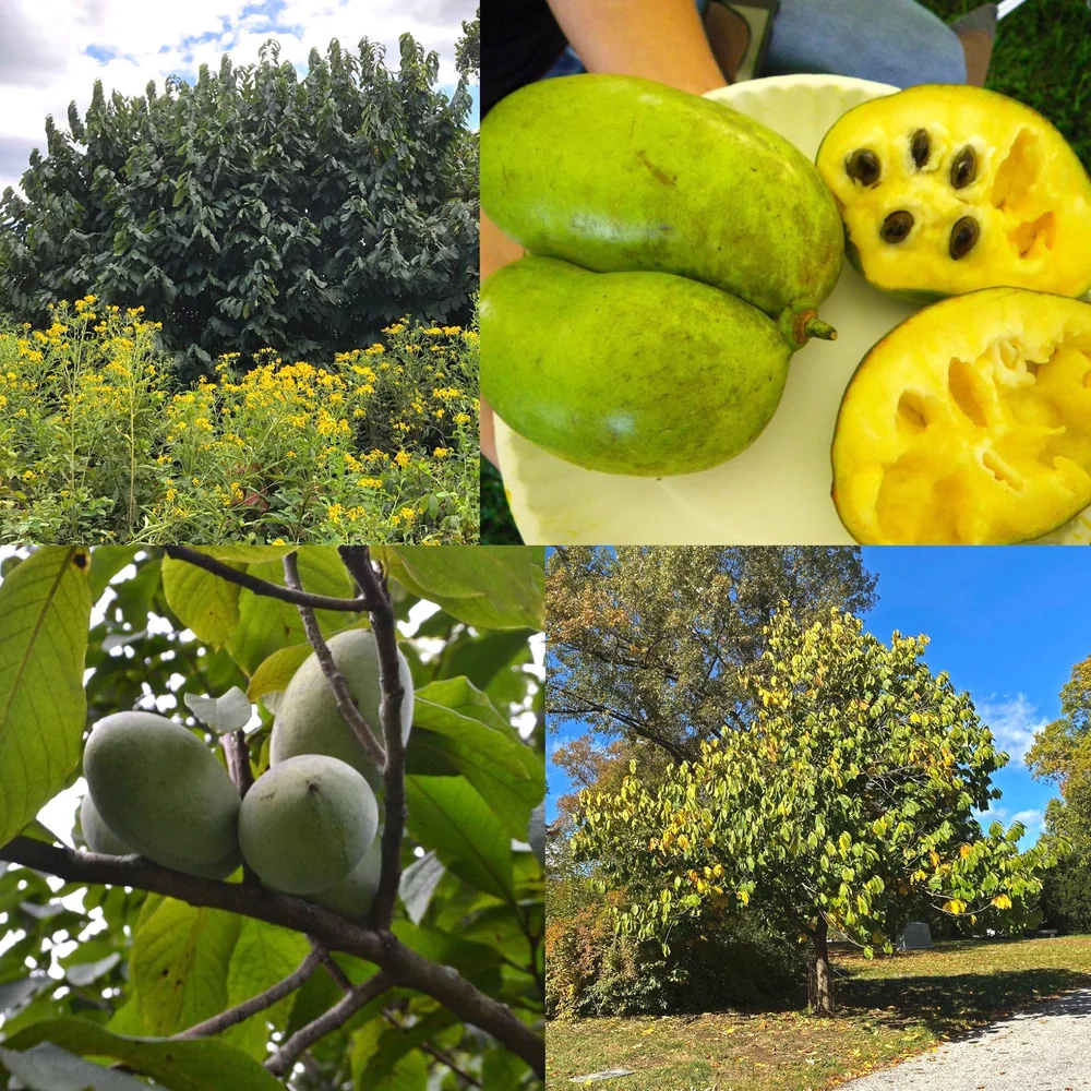 Peewa Learn about Native Edibles - PawPaw Passionflower & Pecan — Indigenous ...