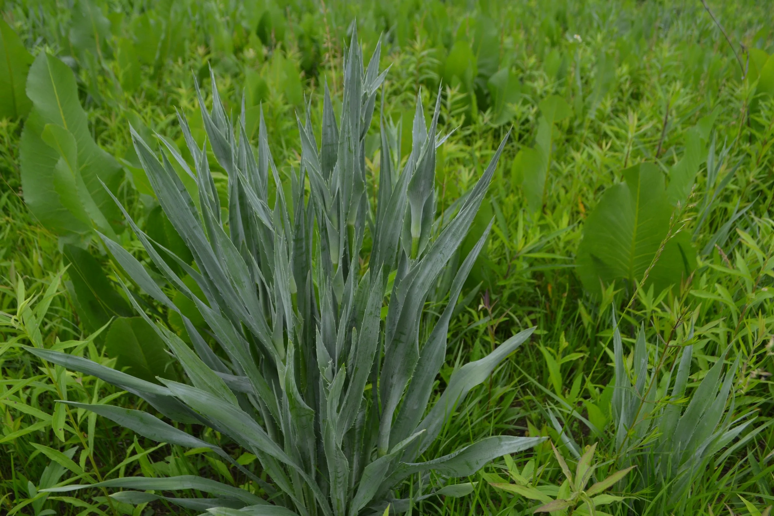 How and Why to Establish a Patch of Rattlesnake Master — Indigenous
