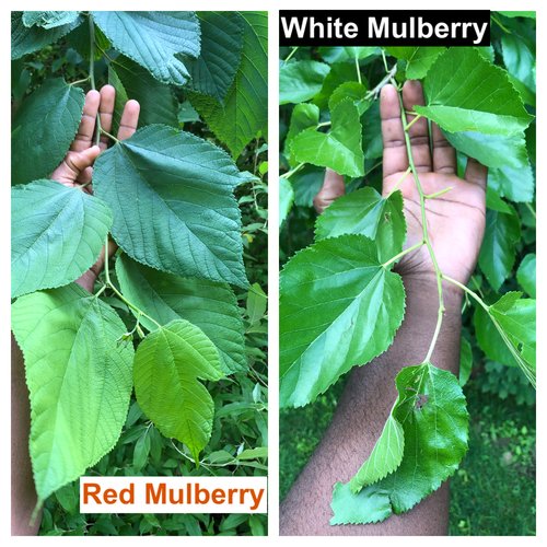 Identify invasive trees: White mulberry 