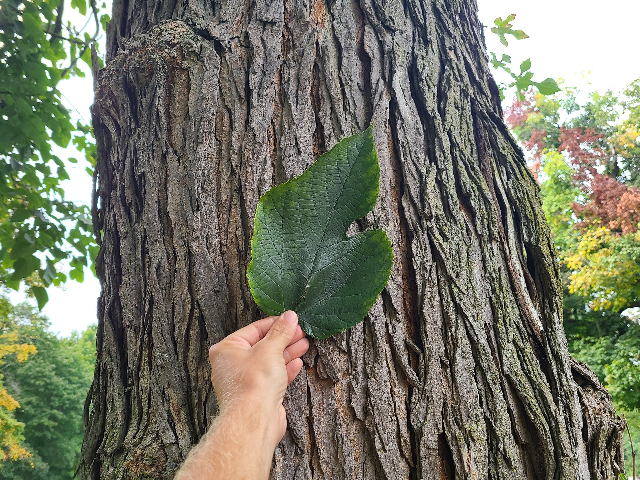 mulberry tree identification georgia