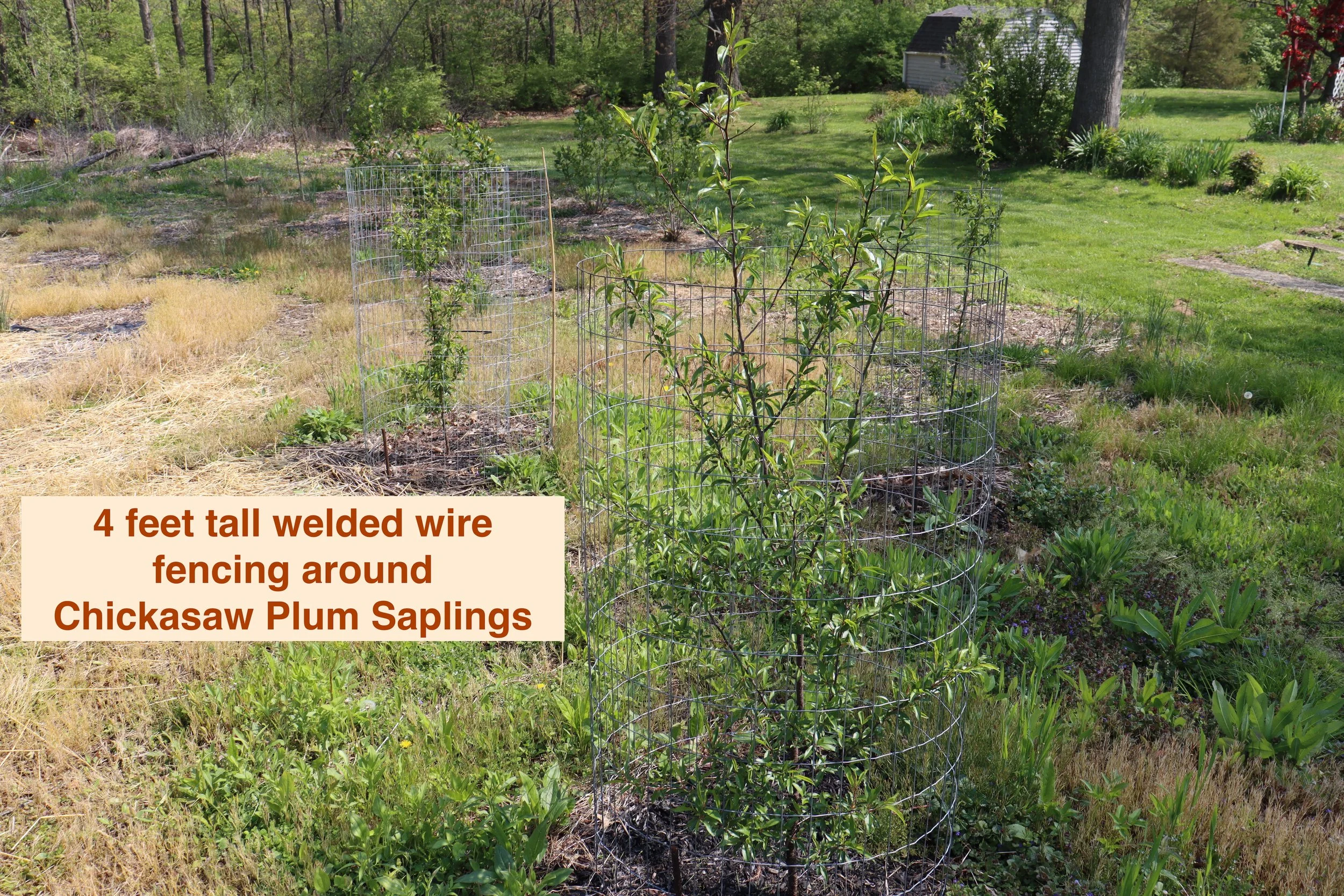 Protecting and Establishing Native Trees, Shrubs and Thicket Species