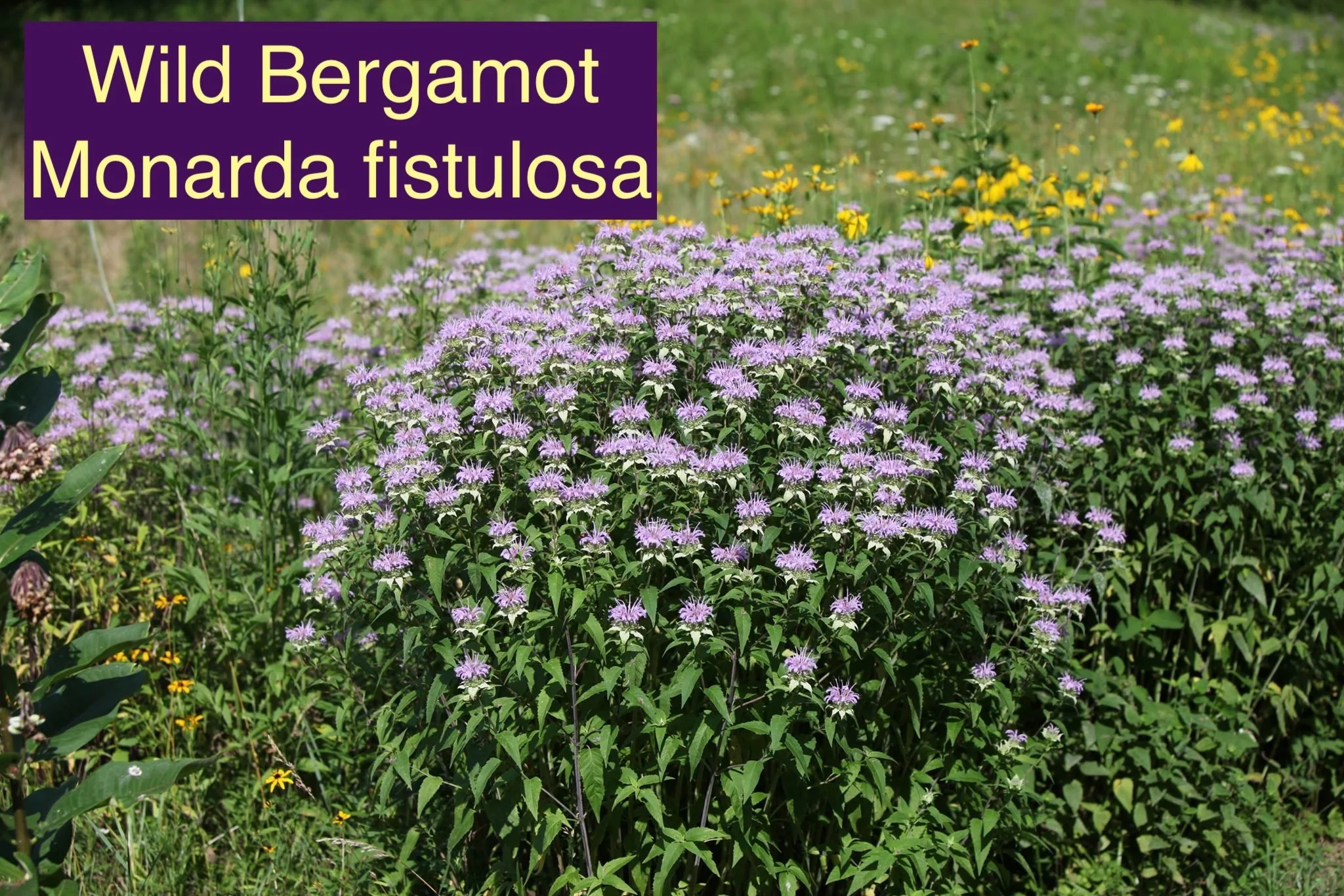 Monarda Fistulosa 2.jpeg