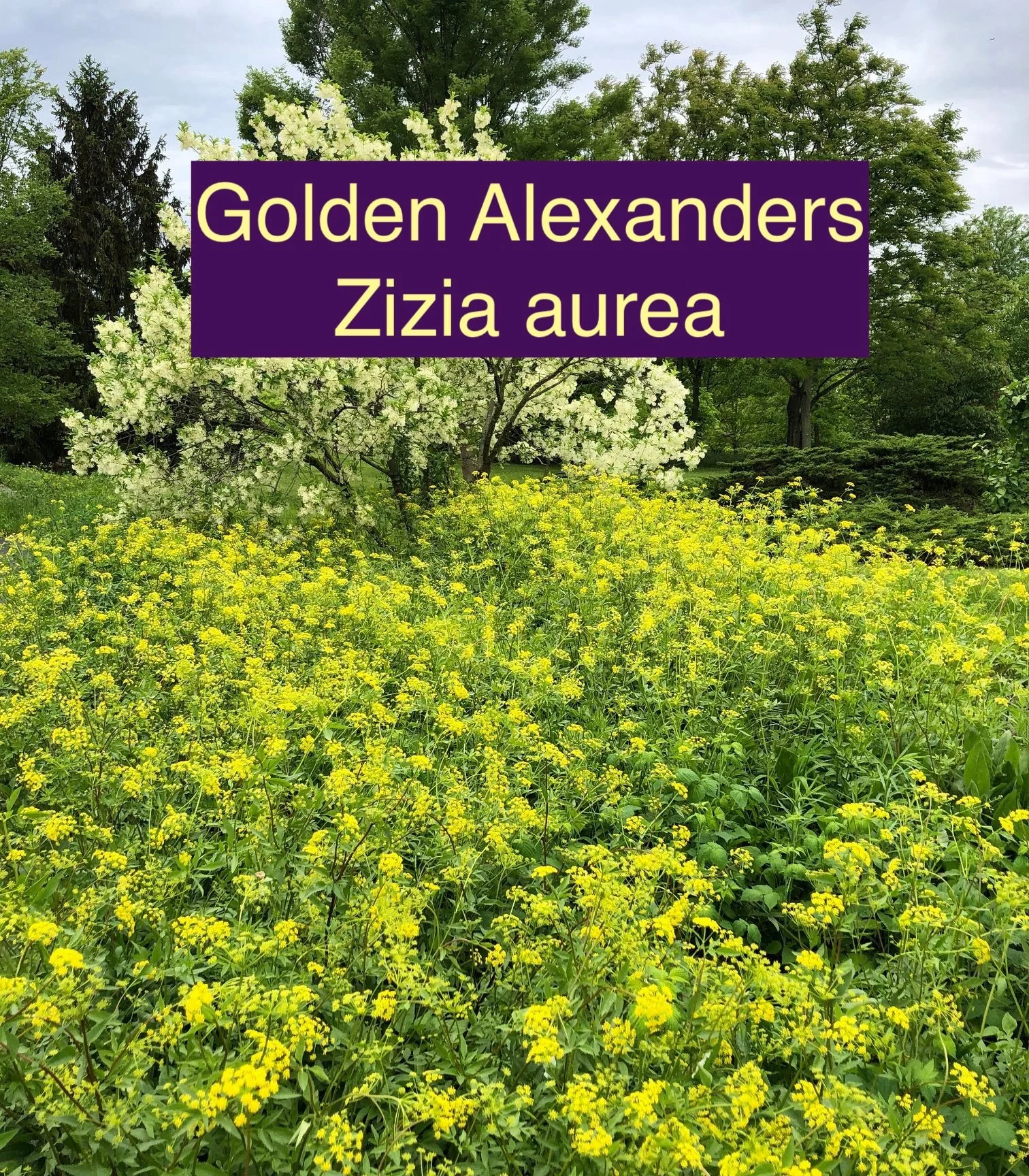 Zizia aurea.jpeg