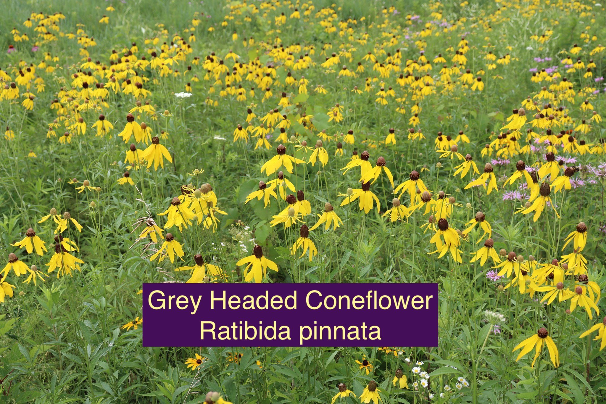 Ratibida Pinnata.jpeg
