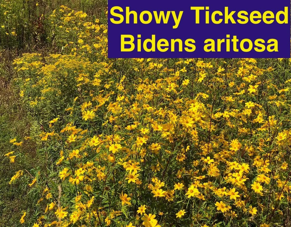 Bidens aristosa.jpeg