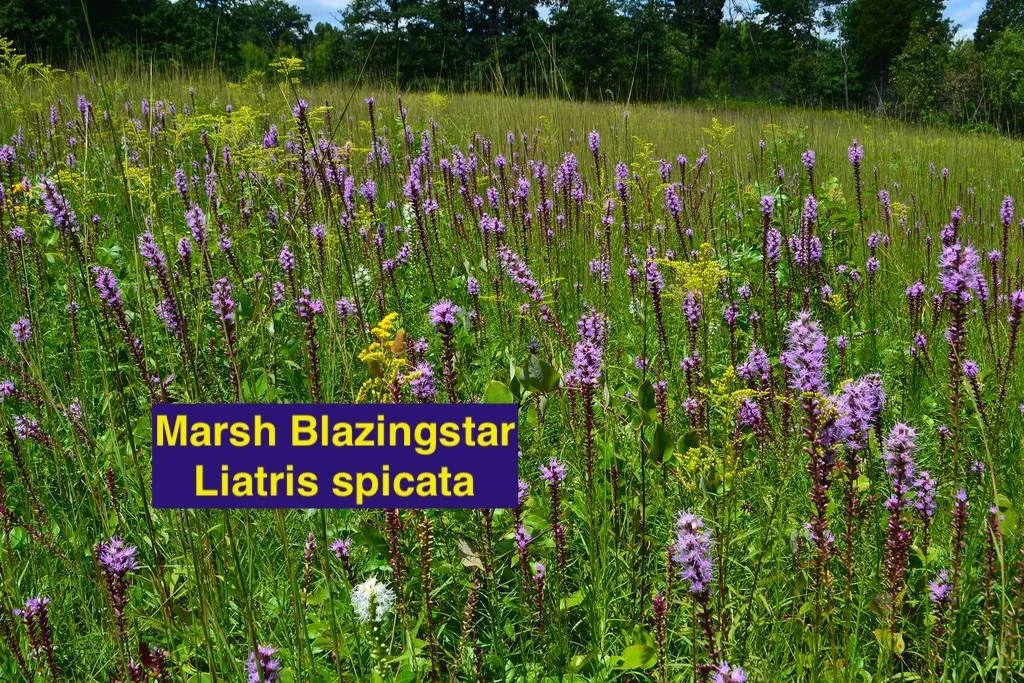 Liatris spictata 2.jpeg