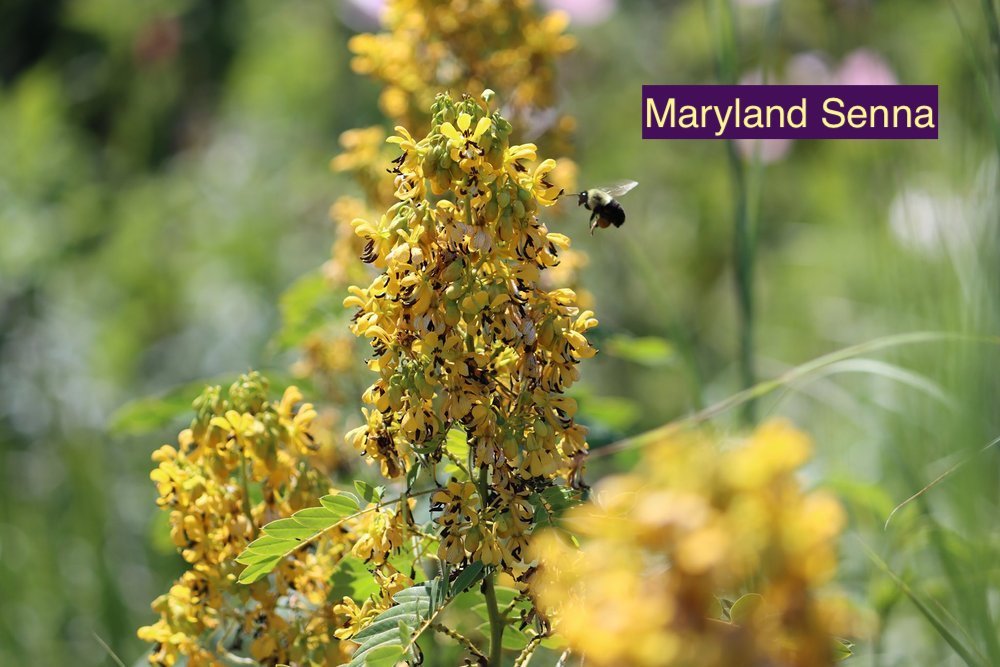Maryland Senna 23.jpg