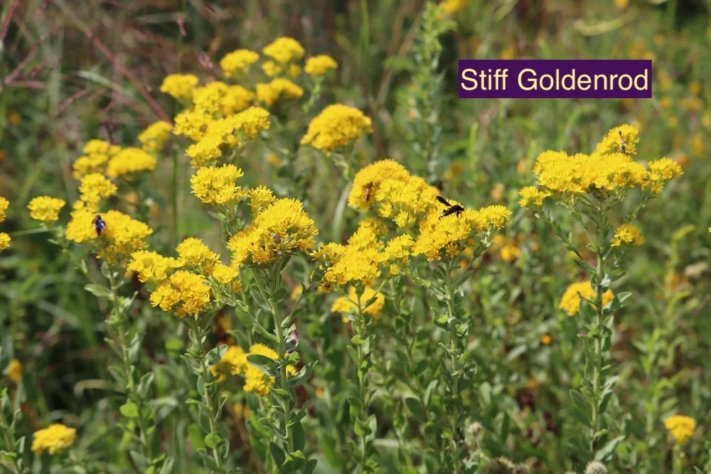 Stiff Goldenrod 23.jpg