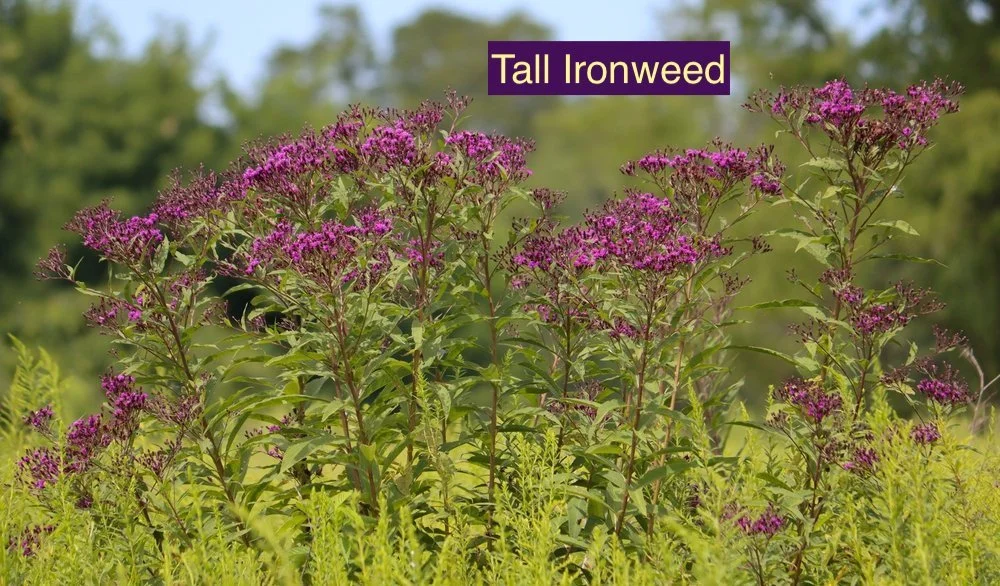 Tall Ironweed 23.jpg