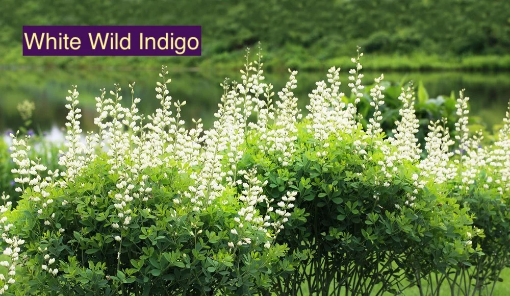 White Wild Indigo 23.jpg