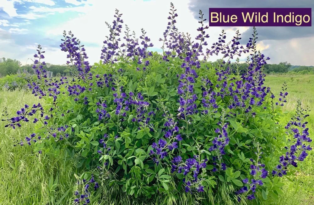 Blue Wild indigo 23.jpg