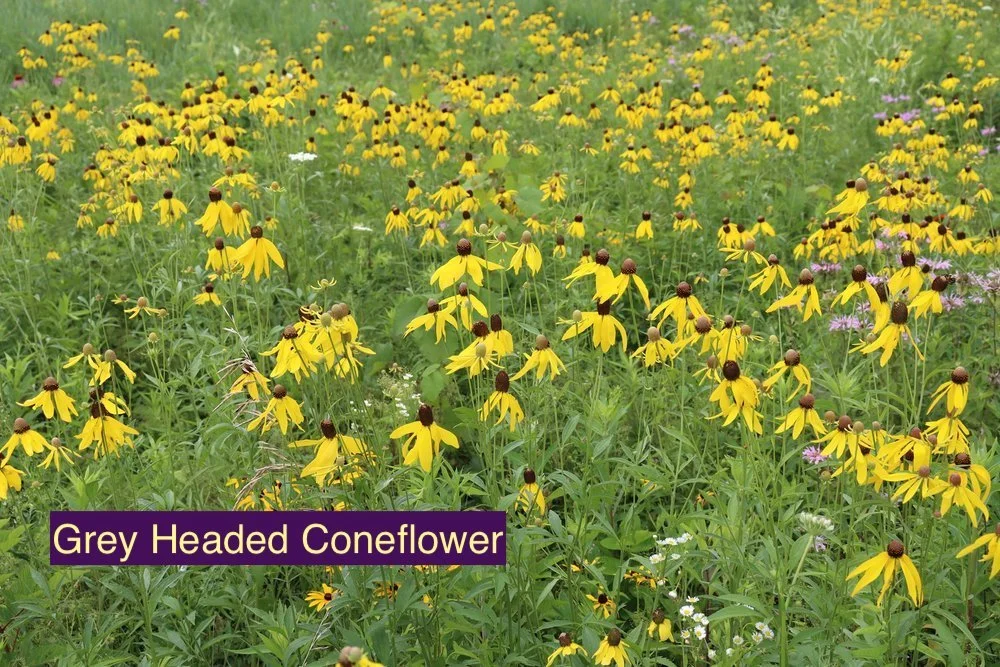 Grey Headed Coneflower 23.jpg